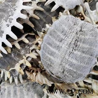 【鳖甲统货】鳖甲 鳖甲统货 带皮鳖甲 生鳖甲图3