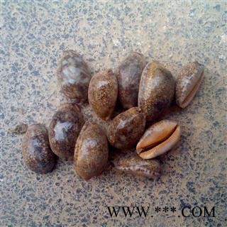 紫贝齿 选货好货图2