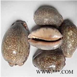 紫贝齿 选货好货图4