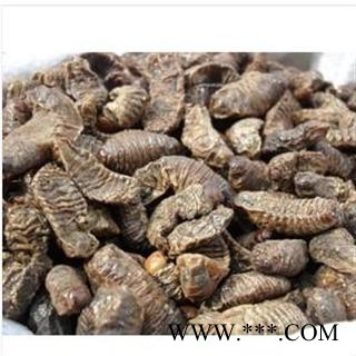 蛴螬 统 产地 安徽省亳州市谯城区图3