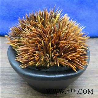 煜庭药业 刺猬皮图3