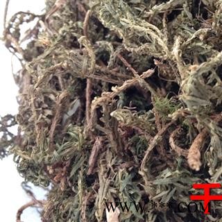 千层塔 大叶千层塔统货 产地 四川省 凯捷中药图2