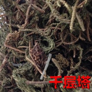 千层塔 大叶千层塔统货 产地 四川省 凯捷中药图3