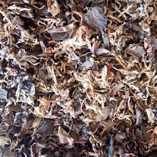 金线莲 家种金线莲 产地 广西壮族自治区图3