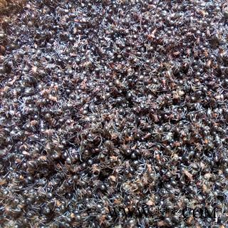 （包邮）特级云南野生黑蚂蚁图2