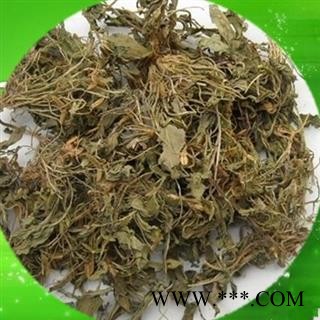 苦地丁 统货 产地 山西省 凯捷中药图2