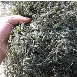 苦地丁 统货 产地 山西省 凯捷中药图3