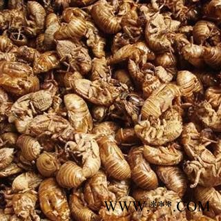 蝉蜕  统货 干净 品质高图2