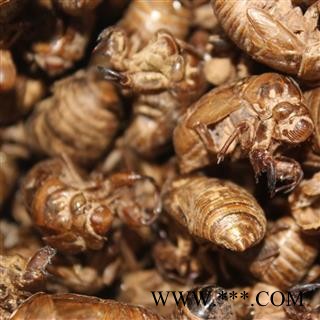 蝉蜕  统货 干净 品质高图3