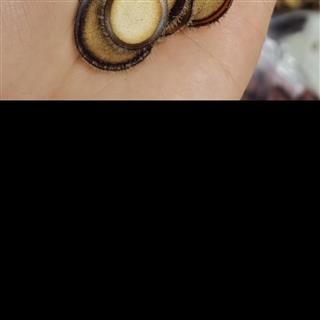 纯正梅花鹿茸半蜡片，鹿茸片养殖鹿鹿茸图2