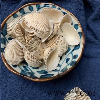 瓦楞子个子统货可打粉1公斤起批蚶子壳散装批发产地直供毛蛤图3