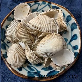 瓦楞子个子统货可打粉1公斤起批蚶子壳散装批发产地直供毛蛤图4