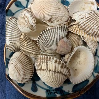 瓦楞子个子统货可打粉1公斤起批蚶子壳散装批发产地直供毛蛤图2