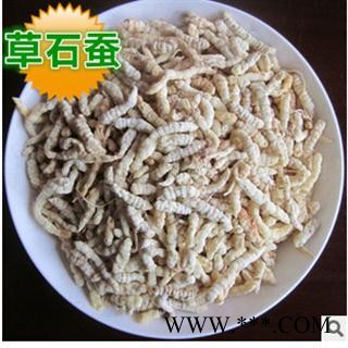 地蚕 土虫草,草石蚕,毛虫草,地蚕,毛石蚕 统 产地 安徽省亳州市谯城区图3