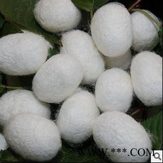 蚕茧 优 产地 浙江省绍兴市绍兴县  双鹏药材行 可提供打粉图2