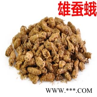 煜庭药业  原蚕蛾 雄蚕蛾图2