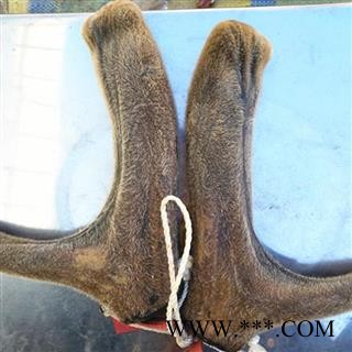 人工驯养鹿茸 梅花鹿茸【二杠】纯干 产地 吉林省白山市抚松县图3