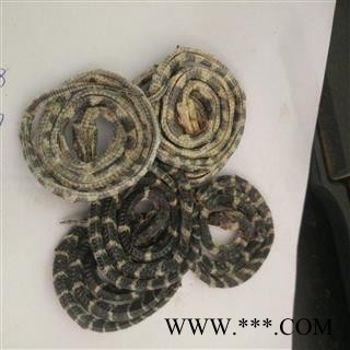 正品白花蛇 统 产地 云南省图3