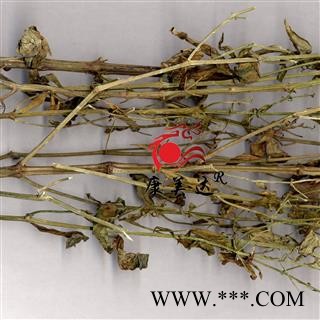 穿心莲  春莲秋柳，一见喜，榄核莲、苦胆草、金香草、金耳钩、印度草，苦草 统货 全颗 杆 产地 安徽省图4