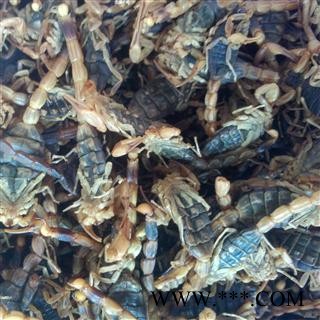 正品淡盐水全蝎；全虫，无加重，批发各种中药材图1