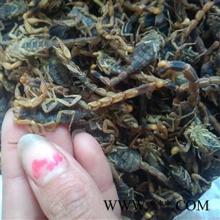 正品淡盐水全蝎；全虫，无加重，批发各种中药材图2