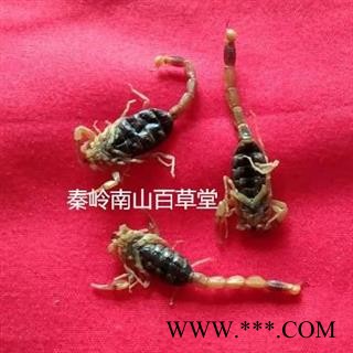 【精品全蝎】中药材陕西秦岭全蝎无损坏 手工精选 日晒无硫50g图2
