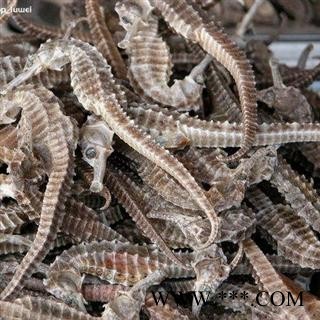 清水海马  进口400条到500条每公斤   可存500公斤可售图3