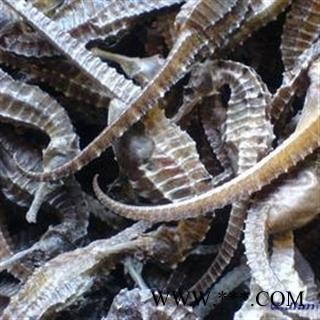 清水海马  进口400条到500条每公斤   可存500公斤可售图2