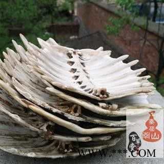 【整个】甲鱼壳 秦岭山区水库散养不投料 无激素 龟背壳 龟板  团鱼甲 500图3