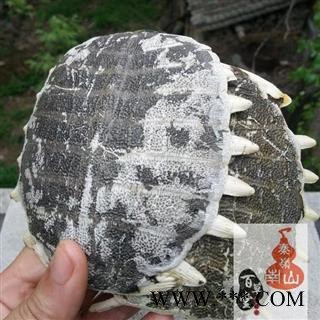 【整个】甲鱼壳 秦岭山区水库散养不投料 无激素 龟背壳 龟板  团鱼甲 500图4