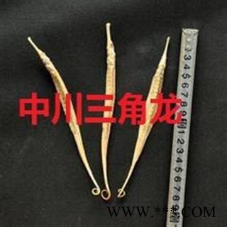 中川三角龙大统货直销  产地进口印尼  库存500可售图3