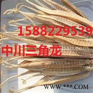 中川三角龙大统货直销  产地进口印尼  库存500可售图1