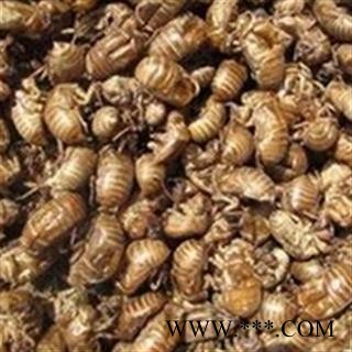 京辉药业 蝉蜕 水洗蝉蜕 批发零售图2