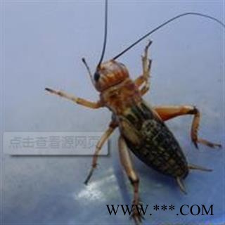 冬凌草 冬凌草统段 产地 河南省图2