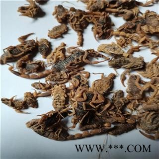 全虫 盐水碎全蝎 蝎子 产地 河北省保定市图2