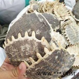 鳖甲 生鳖甲 统货 产地 湖北省 买好药找娟子图3