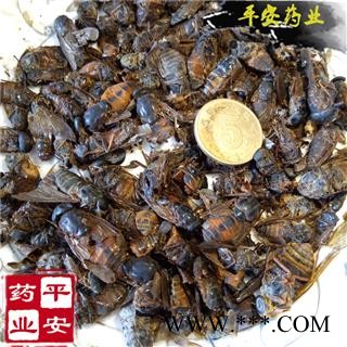 牛虻虫 正品 内蒙野 不掺假 蜚虻 牛蚊子 牛苍蝇 瞎虻虫图2