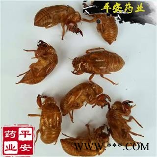 蝉蜕 优质干选货 零售50g起售 精选 药店诊所专供 自然土无增重 虫蜕 知了壳 蝉退 蝉衣 蝉壳 蚱蟟皮 虫退 虫蛻图2