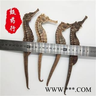 海马 全清水海马王特大 一手货源批发 产地广东 甄选药材行 为你真选好药材图3