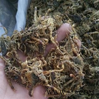全蝎 盐水 01统货图2