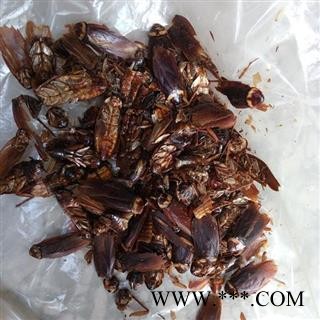 蟑螂 蟑螂统货图2