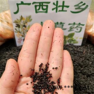 广西壮乡中草药 纯野生 药效好 净货 野生黑蚂蚁 产地 广西柳州市三江侗族自治县图3
