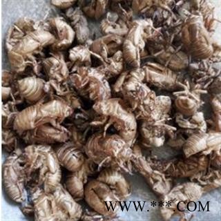 蝉蜕 蝉蜕统货 产地 山东省图2