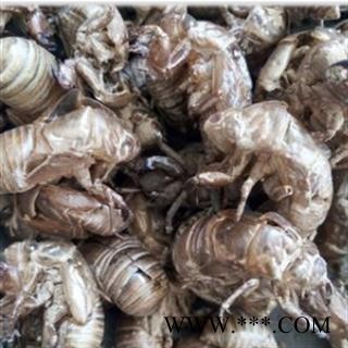 蝉蜕 蝉蜕统货 产地 山东省图3