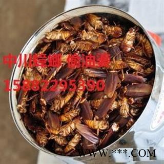 中川野生蟑螂 偷油婆  产地四川  库存图1