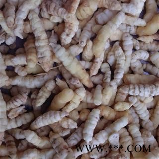 灵吉药业 地蚕 别名：草石蚕 泽兰根 地虫草 甘露子 优质正品图2