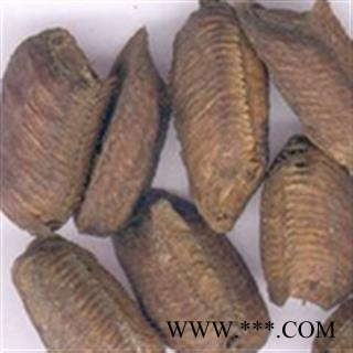 灵吉药业 生铁蛸 生桑螵蛸 蜱蛸、 桑蛸、冒焦、螵蛸、致神、螳螂子、桑上螳螂窠、野狐鼻涕、赖尿郎、刀螂子 地道药材 货真价实图3