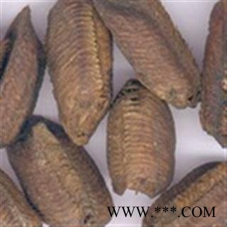 灵吉药业 生铁蛸 生桑螵蛸 蜱蛸、 桑蛸、冒焦、螵蛸、致神、螳螂子、桑上螳螂窠、野狐鼻涕、赖尿郎、刀螂子 地道药材 货真价实图4