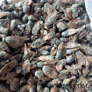 京辉药业 虻虫 蜚虻 氓虫 牛氓虫 正品优质选货 实物拍摄图2