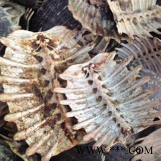 京辉药业 鳖甲新货 物美价廉 充足含量 无碎瓣 无肉质残留图2